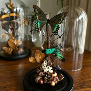 Real Butterfly & Dragonfly Terrarium: Natural Glass Dome Diorama