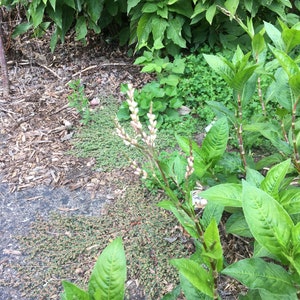 Japanese Indigo Seeds, Persicaria tinctoria, Polygonum tinctorium, Blue Dye, Natural Dye Plant Seeds, Organically Grown Seeds, Blue Dye Seed image 8