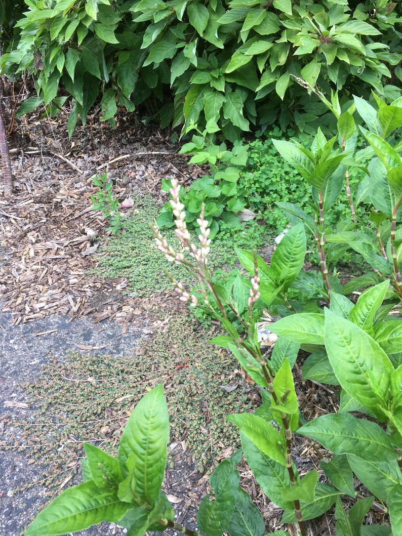 Japanese Indigo Seeds, Persicaria tinctoria, Polygonum tinctorium, Blue Dye, Natural Dye Plant Seeds, Organically Grown Seeds, Blue Dye Seed image 8