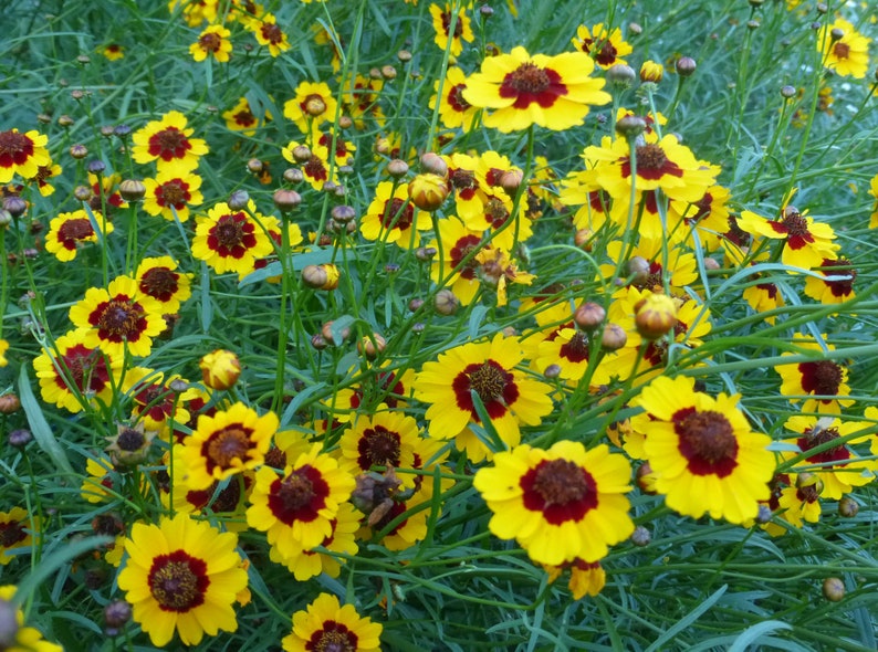 May include: A field of yellow and red flowers with dark centers. The flowers are in full bloom and are surrounded by green leaves.