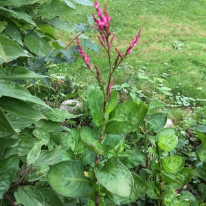 Japanese Indigo Seeds, Persicaria tinctoria, Polygonum tinctorium, Blue Dye, Natural Dye Plant Seeds, Organically Grown Seeds, Blue Dye Seed image 2