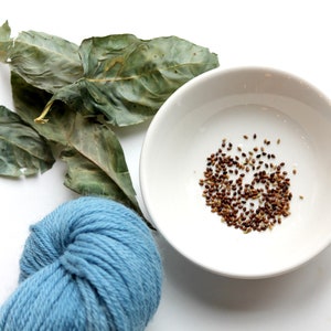 Japanese Indigo Seeds, Persicaria tinctoria, Polygonum tinctorium, Blue Dye, Natural Dye Plant Seeds, Organically Grown Seeds, Blue Dye Seed