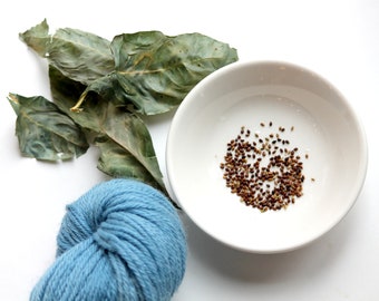 Japanese Indigo Seeds, Persicaria tinctoria, Polygonum tinctorium, Blue Dye, Natural Dye Plant Seeds, Organically Grown Seeds, Blue Dye Seed