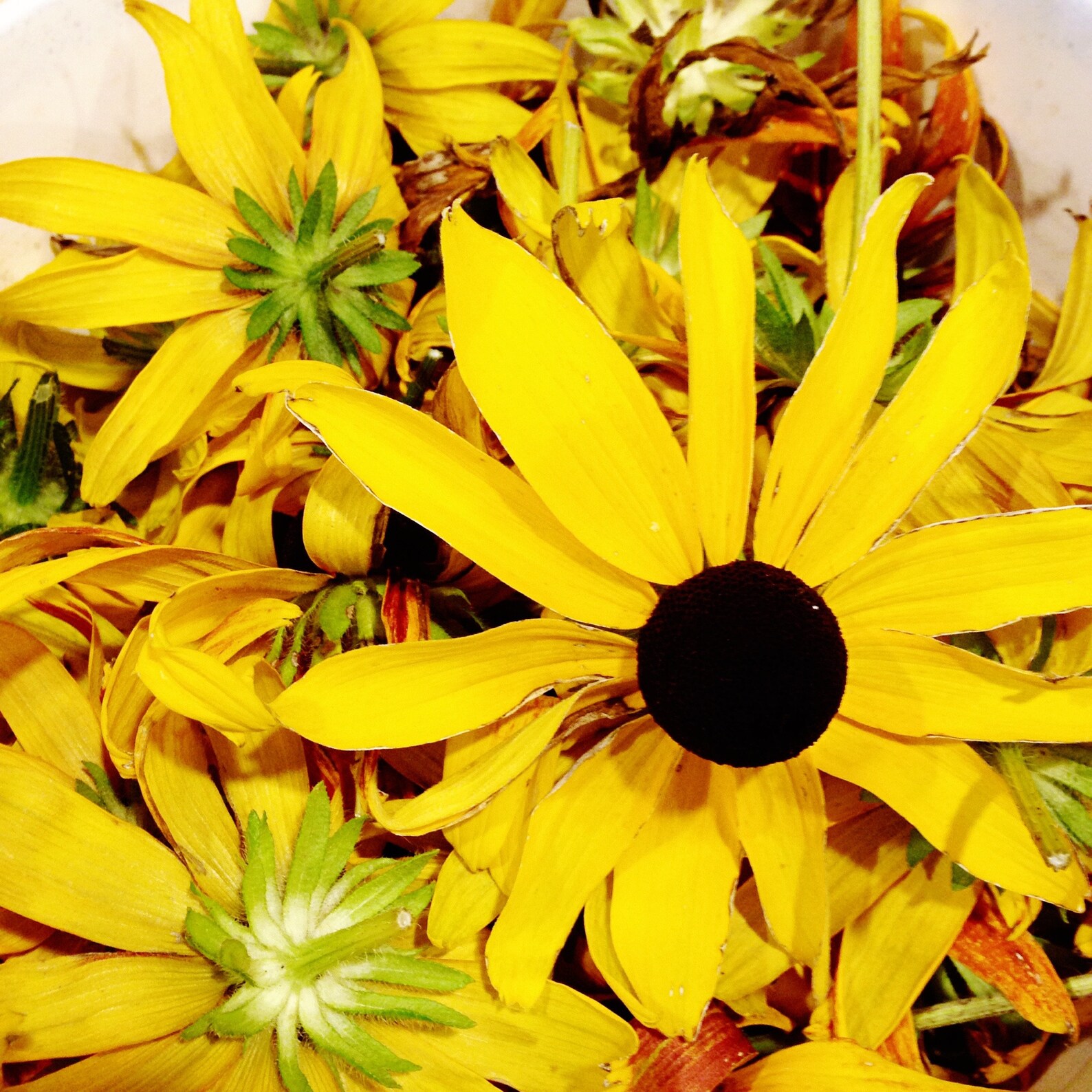 Dried Rudbeckia Blossoms 30gm Natural Dye Flowers Dry Etsy