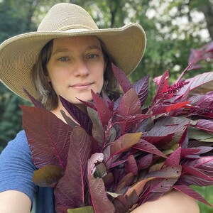 Hopi Red Dye Amaranth Seeds, Amaranthus, Plant for dyeing, Pink Dye, Natural Dye Plant Seeds, Organically Grown Seed, NonGMO, Pesticide Free image 4