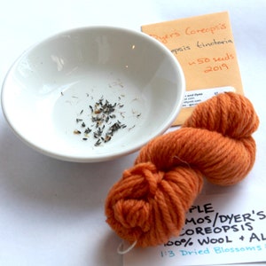 May include: A small white bowl with a scattering of dark brown seeds. Next to the bowl is a skein of orange yarn and a small envelope with the text "Byers Coreopsis, opsis tinctoria, 50 seeds, 2019". A white card with black text reads "PLE MOS/DYER'S COREOPSIS 100% WOOL + ALUM 1:3 Dried Blossoms: Fiber".