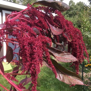 Op de afbeelding: Een close-up van een rode amarantplant met lange, hangende bloemstelen. De plant heeft donkerrode bladeren en stengels.