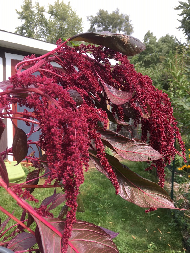 Op de afbeelding: Een close-up van een rode amarantplant met lange, hangende bloemstelen. De plant heeft donkerrode bladeren en stengels.
