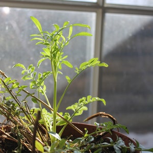 May include: A close-up of a potted plant with green leaves growing in a brown pot. The plant is in front of a window with a blurry background.
