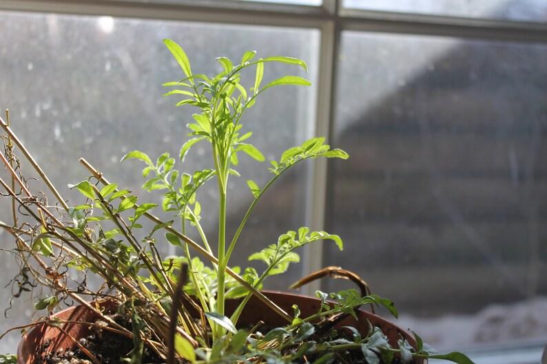 May include: A close-up of a potted plant with green leaves growing in a brown pot. The plant is in front of a window with a blurry background.