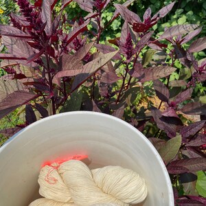 Hopi Red Dye Amaranth Seeds, Amaranthus, Plant for dyeing, Pink Dye, Natural Dye Plant Seeds, Organically Grown Seed, NonGMO, Pesticide Free image 9