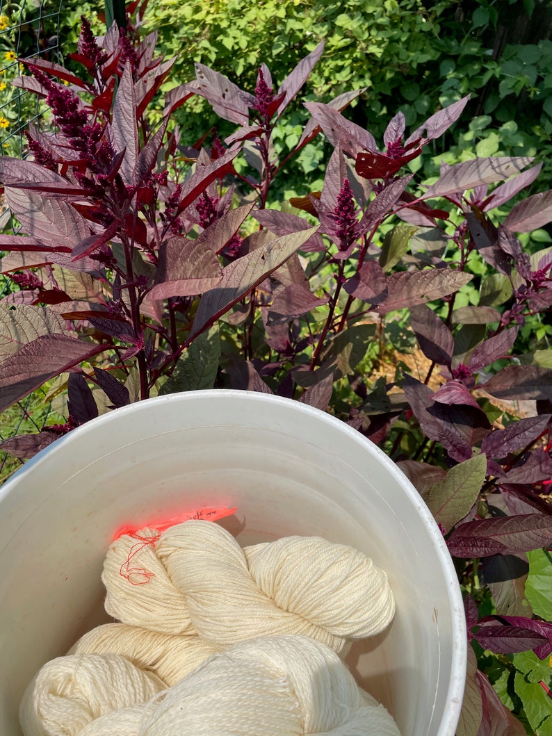 Hopi Red Dye Amaranth Seeds, Amaranthus, Plant for dyeing, Pink Dye, Natural Dye Plant Seeds, Organically Grown Seed, NonGMO, Pesticide Free image 9