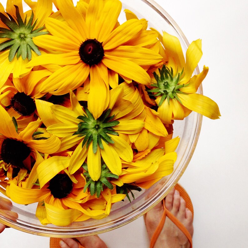 Dried Rudbeckia Blossoms 30gm Natural Dye Flowers Dry Etsy