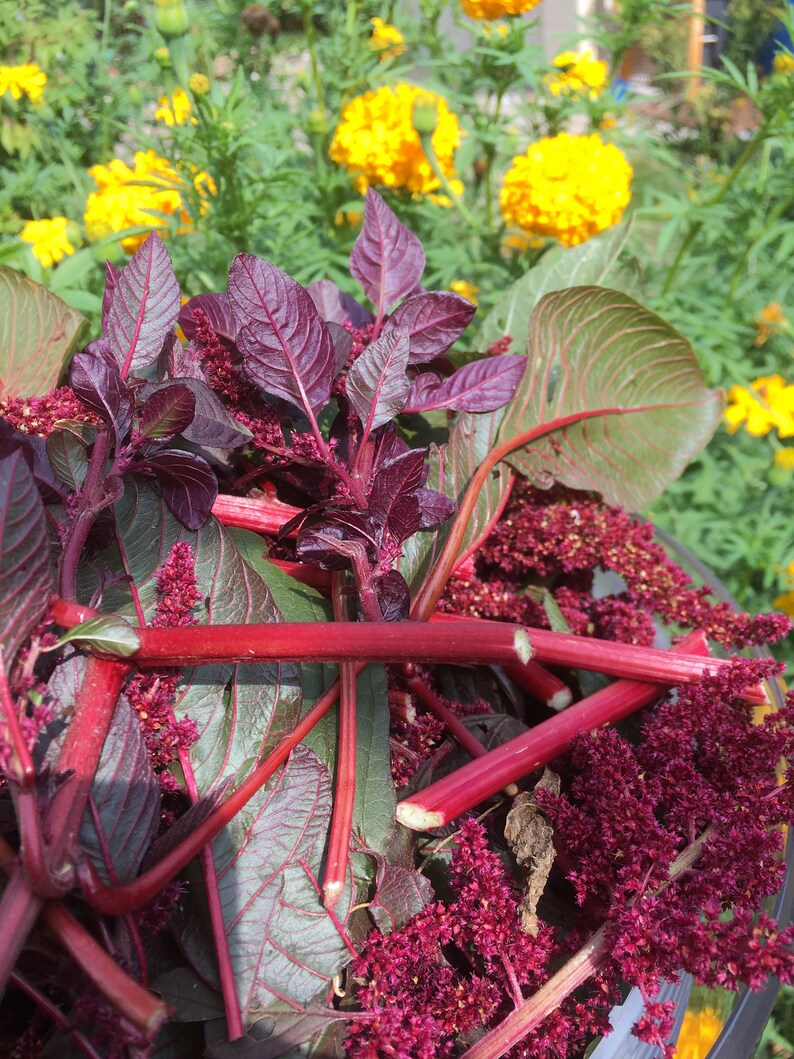 Hopi Red Dye Amaranth Seeds Amaranthus Plant for dyeing Etsy
