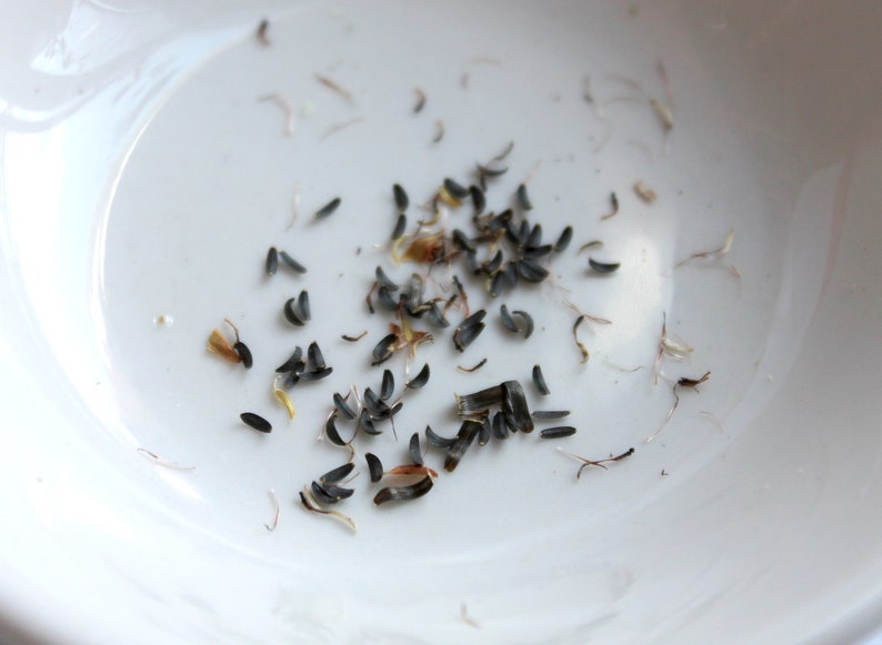 May include: A white plate with a scattering of small, dark gray seeds. The seeds are oval-shaped and have a slightly rough texture.