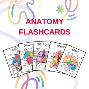 Anatomie Lernkarten – Komplette Anleitung (PDF)