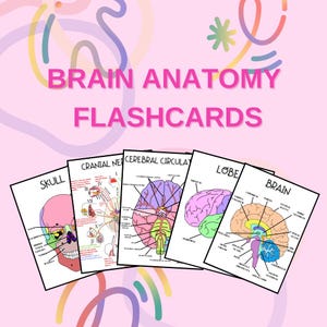 Brain Anatomy Flashcards – Complete Guide (PDF)