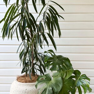 May include: A tall plant with long, slender, dark green leaves and a shorter plant with large, broad, split green leaves, both potted in round, textured, off-white stone planters with visible brown coconut fibre soil covers.