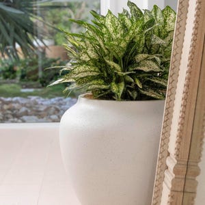 May include: A large, speckled white ceramic plant pot containing a vibrant green plant with white markings. The pot sits on a light wood floor, with a decorative mirror visible.