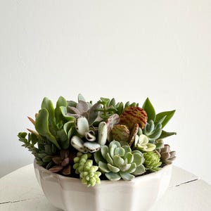 May include: A white ceramic bowl filled with a variety of succulents. The succulents are in shades of green, purple, and red. The bowl has a scalloped edge and sits on a white surface.