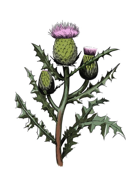 Scottish Thistle Post Card for Snail Mail The Prickly Weed | Etsy