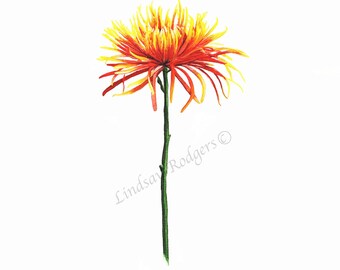 Chrysanthemum print, art print, flower print