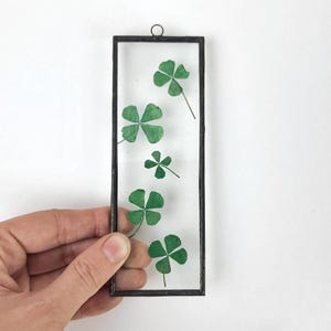 Lucky clover pressed in floating frame - pressed flower art, stained glass clover, St Patrick&#39;s gift, clover charm, forever flowers