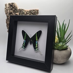 May include: A framed butterfly with black, green, and blue wings. The butterfly is displayed in a black square frame. A decorative piece of wood and a small succulent plant in a concrete pot are in the background.