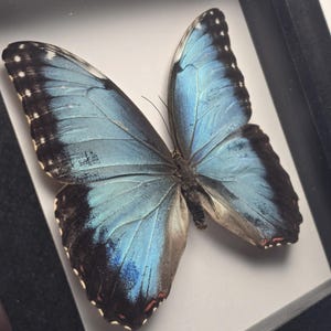 May include: A framed blue morpho butterfly with black and white markings on its wings. The butterfly is mounted on a white background.