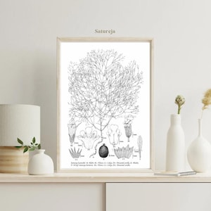 Satureja (handmade scientific botanical illustration- printable version)