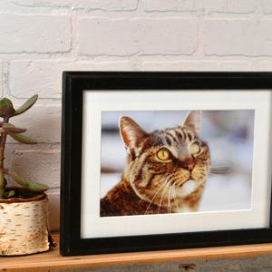 May include: A framed photograph of a tabby cat with yellow eyes. The black frame sits on a wooden shelf next to a small succulent plant in a birch bark pot. The background is a white brick wall.