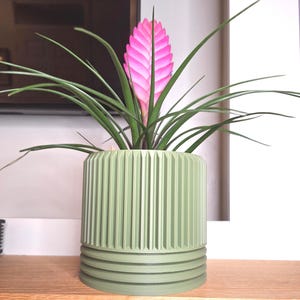 May include: A Tillandsia plant with a bright pink flower spike and long green leaves, in a light green, ribbed cylindrical pot. The pot is on a wooden surface.