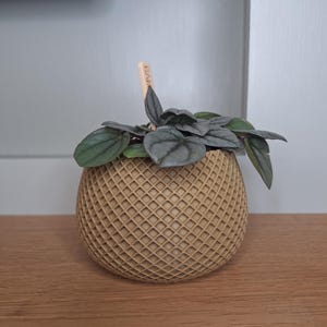 May include: A small, silver-leaved plant in a brown, textured, round pot with a wooden stake labeled "BAM".