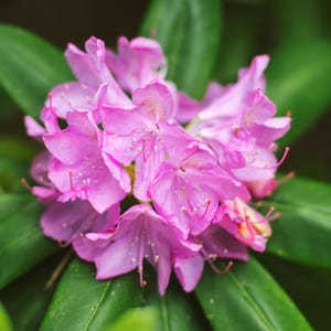 Pink Rhododendron flower photo downloadable wall art floral stock photography
