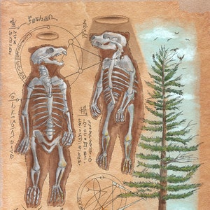 Bear Medicine - Spirit Animal - Ritual and anatomy