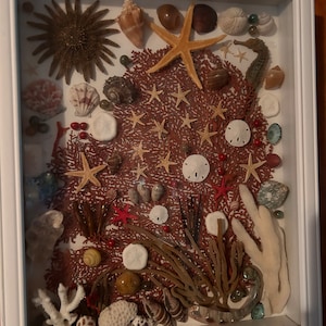 Sea Life Shadow Box.   A trip to the ocean in a box