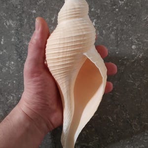Può includere: Una grande conchiglia color crema con una forma a spirale e creste strutturate. Il guscio è tenuto in una mano, mostrando le sue dimensioni e la sua bellezza naturale. L'interno del guscio è di un colore pesca chiaro.