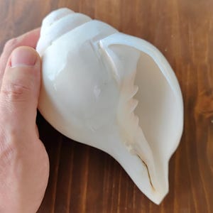 Può includere: Una conchiglia liscia color bianco sporco con una finitura lucida e una struttura a spirale. La conchiglia presenta un'ampia apertura allungata che si restringe verso una punta, mostrando una superficie pulita e levigata con curve naturali.