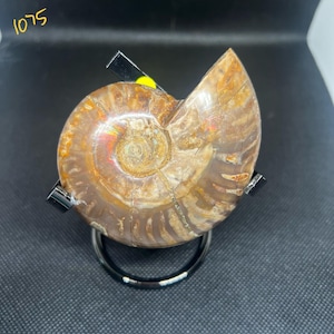 Ammonite shell