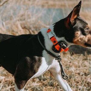 May include: A black and white dog wearing a bright orange collar with a black electronic tracking device attached. The collar features a silver metal buckle and a black leash attachment ring, positioned around the neck of the short-haired animal.