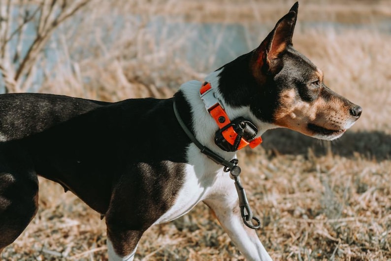 May include: A black and white dog wearing a bright orange collar with a black electronic tracking device attached. The collar features a silver metal buckle and a black leash attachment ring, positioned around the neck of the short-haired animal.