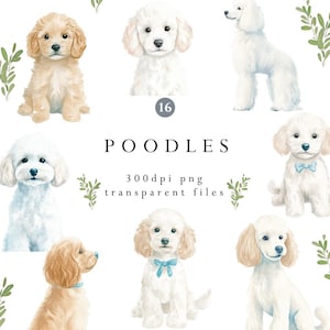 Poodle PNG Clipart | Watercolor Dog Illustrations | 16 Transparent Files for DIY Projects