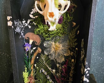 Coffin with meow skull