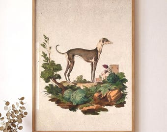 Greyhound Art Print - Vintage Dog Portrait Wall Art