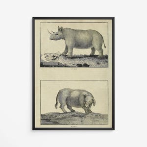 Vintage Animal Engraving Print - Antique 1700's Zoological Poster Featuring Rhino & Boar - Natural History Art | Printed + Shipped Wall Art