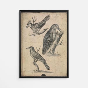 Vintage Bird Engraving Print - 1760&#39;s Antique Zoological Illustration of Songbirds and Woodpecker - Natural History Wall Art
