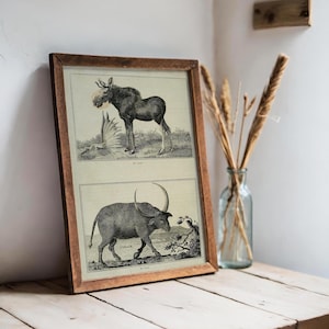 Antique Moose & Buffalo Engraving - 1800s Zoological Illustration, Natural History Animal Art Print | Printed + Shipped Physical Wall Art