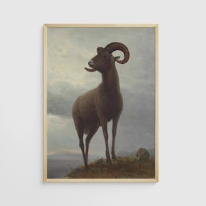 Vintage Mountain Sheep Print: Antique Animal Portrait Art