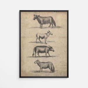 Vintage Animal Engraving Print - Antique 1700s Zoological Print with Cow, Goat, Ox, and Sheep - Rustic Natural History Wall Art