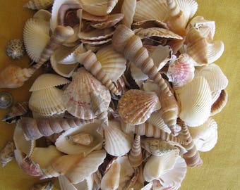 Seashells - Seashore Seashells. 200 assorted seashells. DIY decorations & crafts. marine snail shell shells jewelry sea Wedding decorations
